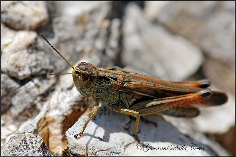 Acrididae Gomphocerinae